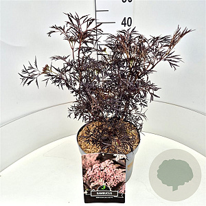 Sambucus nigra Black Lace 30-40 cm 10L