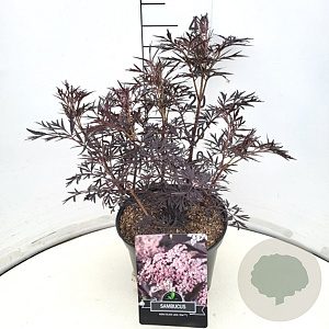 Sambucus nigra Black Lace 30-40 cm 10L