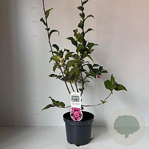 Camellia wil. 'Debbie' 40-45 cm 3,5L