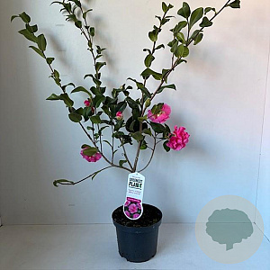 Camellia wil. 'Debbie' 40-45 cm 3,5L