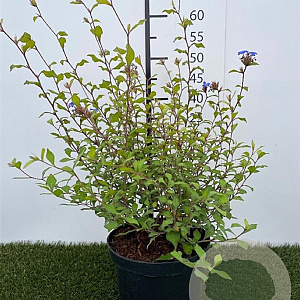 Ceratostigma willmottianum 30-40 cm 3,0L