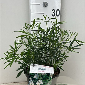 Choisya 'Aztec Pearl' 25-30 cm 3,5L
