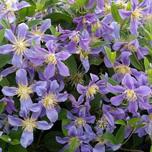 Clematis 'Juuli' 80 cm rozenpot 2L
