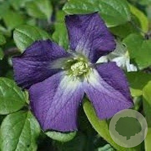 Clematis 'Little Bas' 80 cm rozenpot 2L