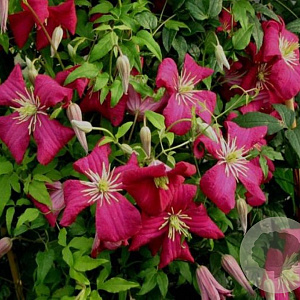 Clematis 'Madame Julia Correvon' 80 cm rozenpot 2L
