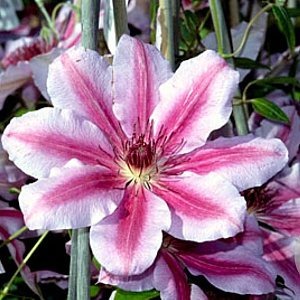 Clematis 'Nelly Moser' 80 cm rozenpot 2L