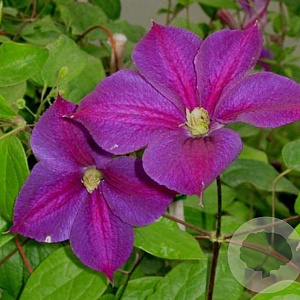 Clematis 'Star of India' 80 cm rozenpot 2L