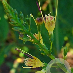 Collinsonia canadensis GM P9