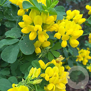 Coronilla valentina glauca GM P9