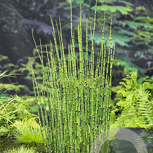 Equisetum hyemale 'Japonicum' GM P9