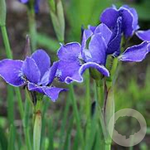 Iris sib. 'Silver Edge' GM P9