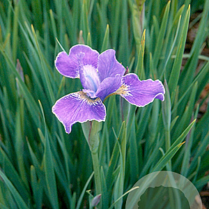 Iris sib. 'Silver Edge' GM P9