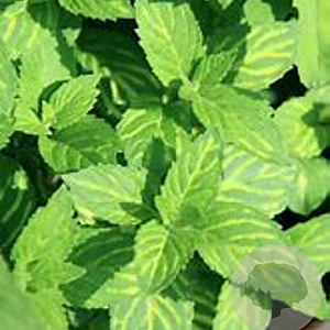 Mentha gentilis 'Ginger' GM P9