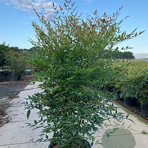 Nandina domestica 100-125 cm 20L
