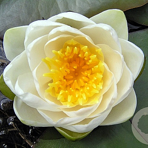 Nymphaea alba GM C1 leverbaar