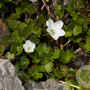 Oxalis magellanica 'Nelson' GM P9