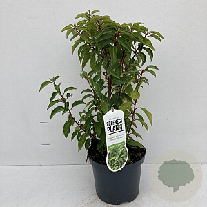 Prunus l. 'Angustifolia' 30-40 cm 3,5L