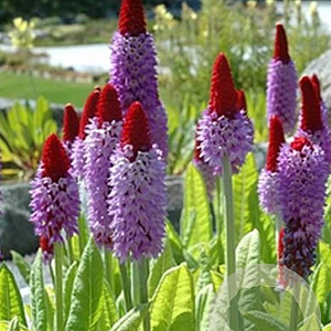 Primula vialii GM P9 leverbaar