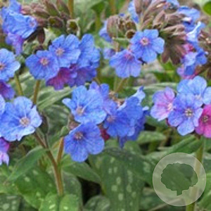 Pulmonaria 'Smokey Blue' GM P9
