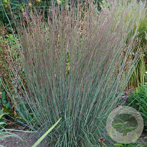 Schizachyrium sc. 'Blue Heaven' GM P9
