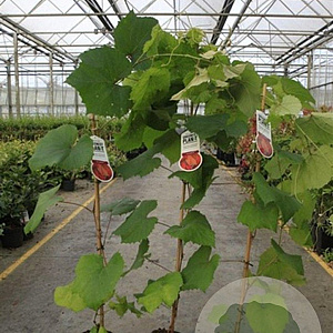 Vitis coignetiae 80-100 cm 2,0L