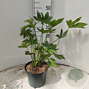 Fagus japonica 50-60 cm 5,0L