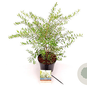 Spiraea cinerea 'Grefsheim' 30-40 cm 3,0L
