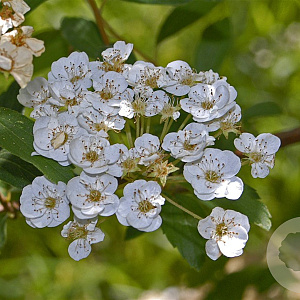 Spiraea chamaedryfolia 15-30 cm wortelgoed 0/1