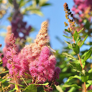 Spiraea douglasii 40-60 cm wortelgoed 0/1/0 2-3 tak