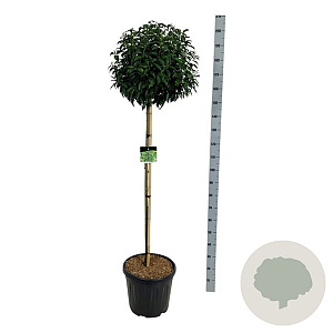 Prunus l. 'Angustifolia' 120-140 cm 30L