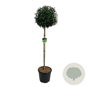 Prunus l. 'Angustifolia' 120-140 cm 30L