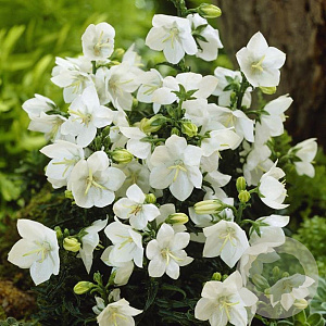 Campanula port. 'Zenn White' GM  P11