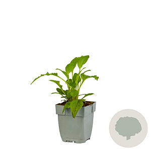 Echinacea S. Lemon Yellow Improved GM  P11