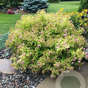 Spiraea jap. 'Goldmound' 20-30 cm wortelgoed 0/2 2-3 tak