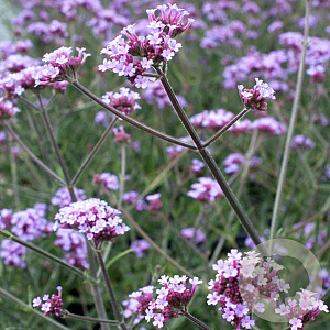 Verbena bon. 'Lollipop' GM P9