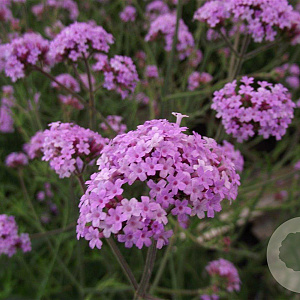 Verbena bon. 'Lollipop' GM P9