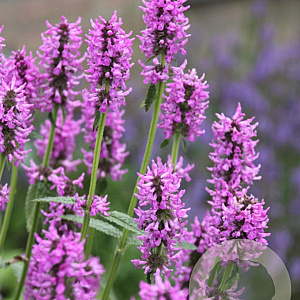 Stachys monieri 'Hummelo' GM P9 BIO