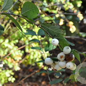 Symphoricarpos albus 40-60 cm wortelgoed 1-jarig bewortelde stekke 2-3 tak