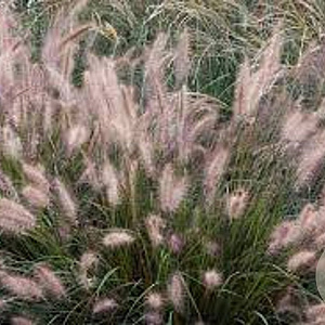 Pennisetum alopecuroides 'Cassian' GM P9
