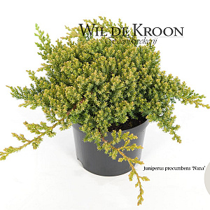 Juniperus procumbens 'Nana' 20-25 cm 2,0L