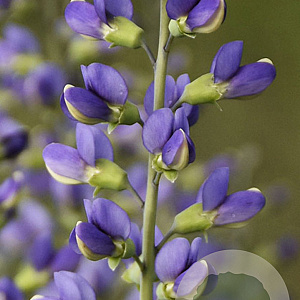 Baptisia 'Blue Bubbly' GM P9