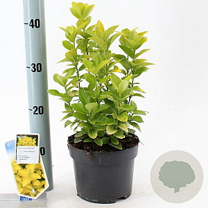 Euonymus jap. El Dorado 20-25 cm 2,0L