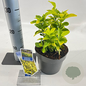Euonymus jap. El Dorado 20-25 cm 2,0L