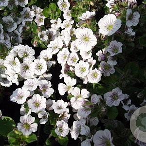 Gypsophila cerastioides GM P9