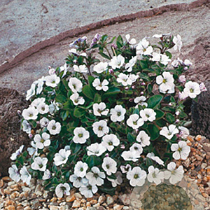 Gypsophila cerastioides GM P9