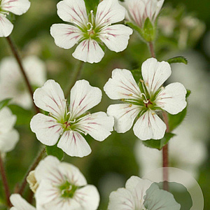 Gypsophila cerastioides GM P9