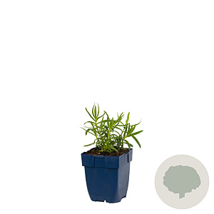 Gypsophila paniculata GM  P11