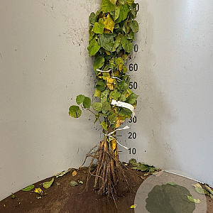 Tilia cordata 20-40 cm wortelgoed 1/0 1 jarige zaailing