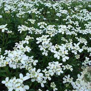 Iberis semp. 'Zwergschneeflocke' GM P9