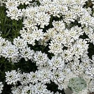 Iberis semp. 'Zwergschneeflocke' GM P9